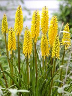 Tritoma 'Banana Popsicle'
