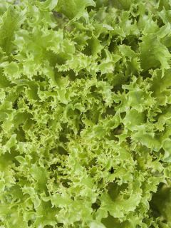 Laitue Batavia frisée Frillice