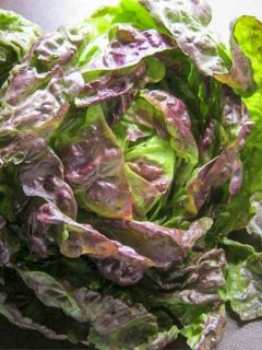 Laitue Batavia Kamikaze (Obt.Vilmorin) à feuilles rouges en plants