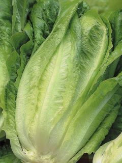 Laitue Romaine Bionda Lenta a Montare