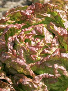 Laitue Grasse Capuccio Bio - Ferme de Sainte Marthe