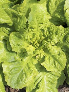 Laitue Romaine Chicon des Charentes Bio - Ferme de Sainte Marthe