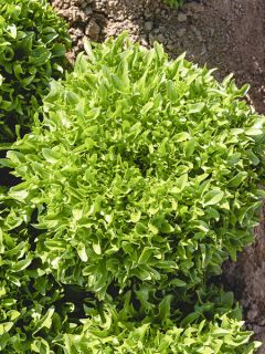 Laitue batavia frisée Eazyleaf Skilton