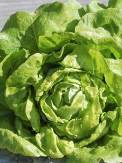 Laitue Gotte à Graine Noire Bio - Ferme de Sainte Marthe