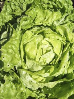 Laitue pommée Larissa