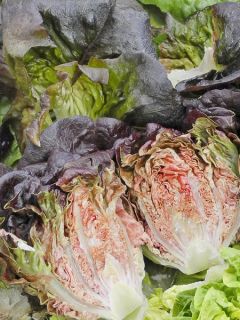 Laitue Romaine Little Gem Intred