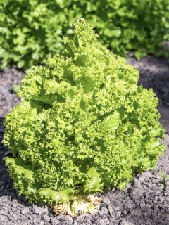 Laitue à couper Lollo Bionda Bio - Ferme de Sainte Marthe