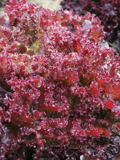 Laitue pommée frisée Lollo Rossa - Estafet