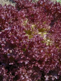 Laitue Lollo rouge Concorde en plants