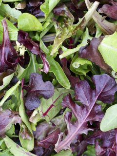 Laitue Mesclun Italian Mix