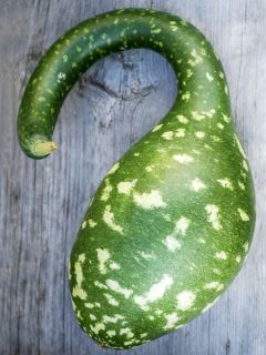 Courge Amphore Bio - Ferme de Sainte Marthe