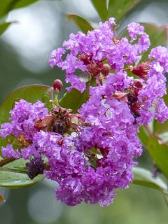 Lilas des Indes 'Petite Canaille mauve'