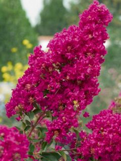 Lilas des Indes Tonto - Lagerstroemia indica
