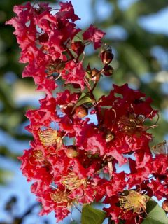 Lilas des Indes 'Summer Charm Tuscarora '