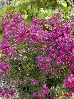 Lagerstroemia indica Terrasse Rose - Lilas des Indes
