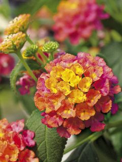 Lantana Calippo Tutti Frutti