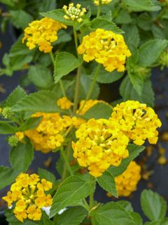 Lantana Chapel Hill Gold