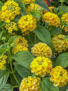 Lantana Chapel Hill Yellow