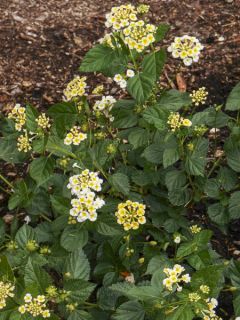 Lantana Sunny Side Up
