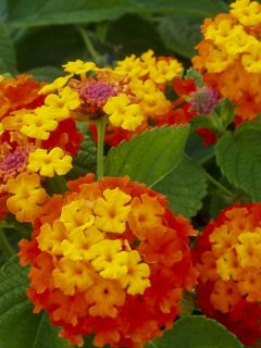 Lantana Camara Simon rouge