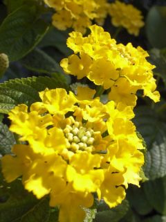 Lantana Camara Simon jaune