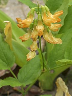 Lathyrus aureus, Pois vivace
