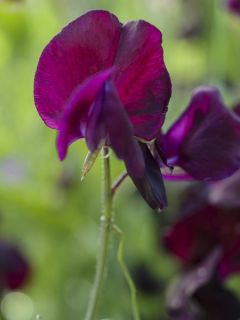 Pois vivace 'Beaujolais' Pois vivace 'Beaujolais'