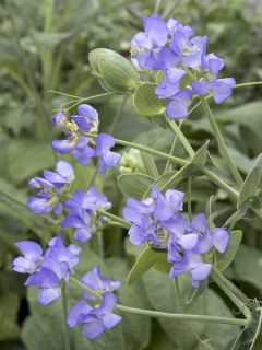 Graines de Pois de senteur bleu de Lord Anson - Lathyrus nervosus Lord Anson's Pea 