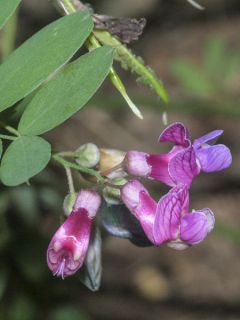 Lathyrus niger, Pois vivace