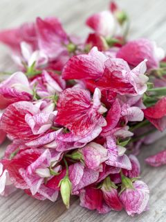 Pois de senteur 'Americana'