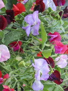 Pois de senteur 'Antique Fantasy mixed'