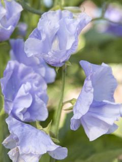 Graines de Pois de Senteur Ballerina Blue - Lathyrus odoratus grandiflora