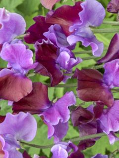 Pois de senteur 'Bicolour Purple Pimpernel '