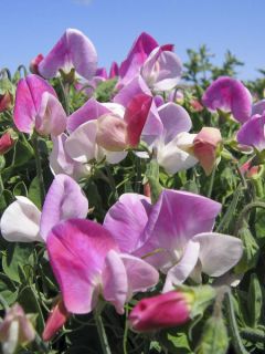 Pois de senteur nain Cupid Pink - Lathyrus odoratus Pois de senteur nain Cupid Pink - Lathyrus odoratus
