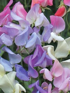 Graines de Pois de Senteur Elegant Ladies - Lathyrus odoratus grandiflora