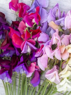 Graines de Pois de Senteur Heirloom Mixed - Lathyrus odoratus grandiflora