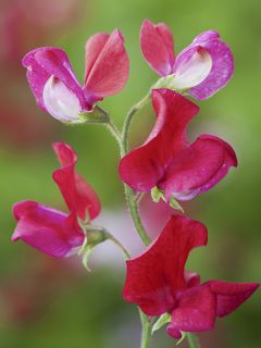 Pois de senteur King Edward VII - Lathyrus odoratus grandiflora