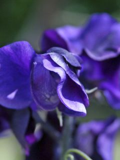 Pois de senteur Lord Nelson - Lathyrus odoratus grandiflora