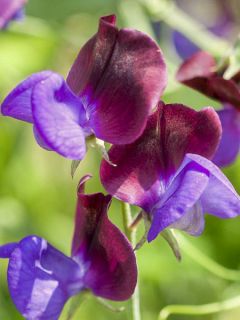 Graines de Pois de Senteur Matucana - Lathyrus odoratus 
