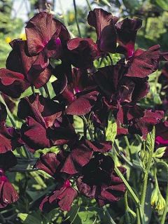 Graines de Pois de Senteur Midnight - Lathyrus odoratus grandiflora