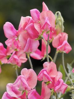 Graines de Pois de Senteur Miss Willmott - Lathyrus odoratus grandiflora