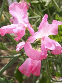 Pois de Senteur Mrs. R. Bolton  - Lathyrus odoratus