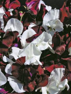 Graines de Pois de Senteur Night & Day - Lathyrus odoratus grandiflora