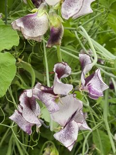 Pois de Senteur Nimbus - Lathyrus odoratus