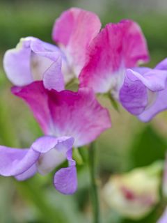 Graines de Pois de Senteur Prima Ballerina