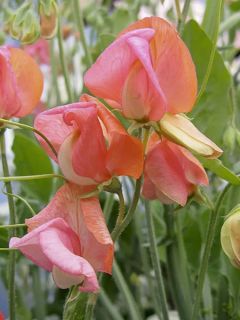 Pois de Senteur Prince of Orange  - Lathyrus odoratus
