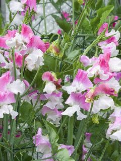 Graines de Pois de Senteur Promise - Lathyrus odoratus grandiflora