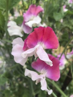 Graines de Pois de Senteur Route 66