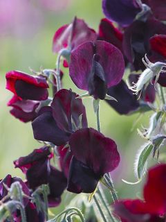Pois de senteur 'Royal Maroon'