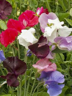 Pois de senteur 'Royal Mix'